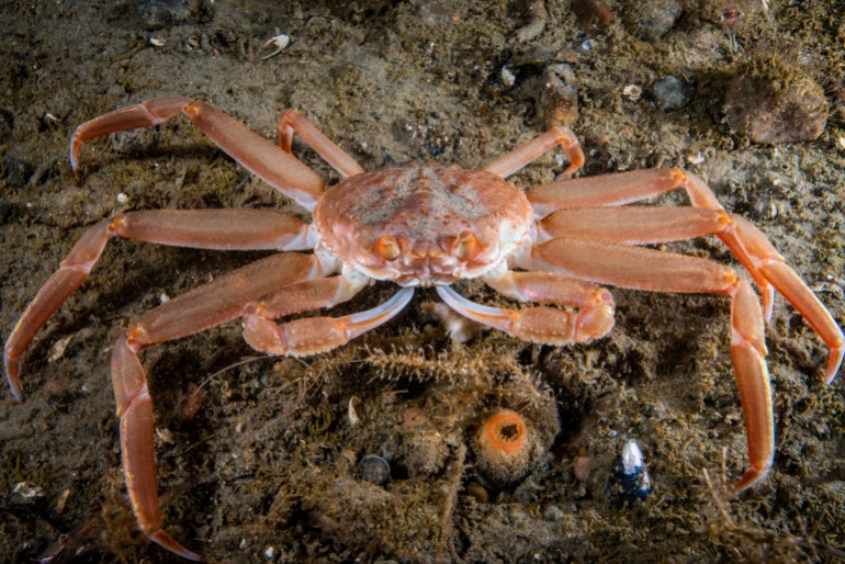 Close-up of fresh snow crab, Steamed snow crab