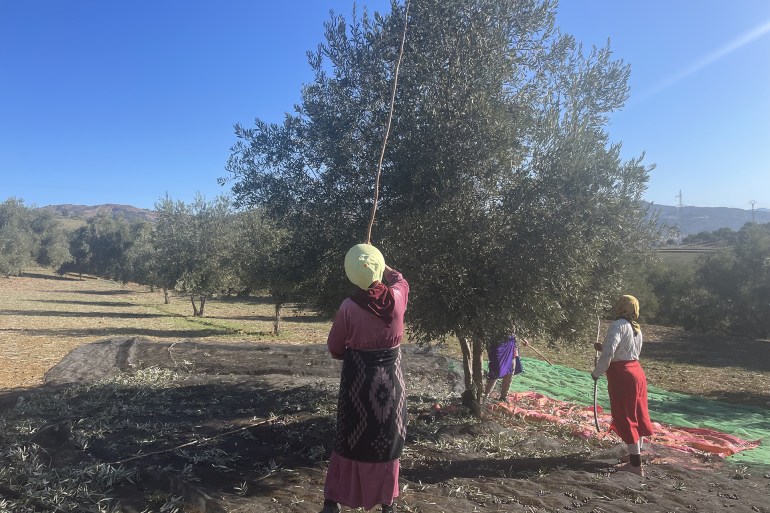 تستعمل النساء عصا طويلة ورفيعة لجني الزيتون من الأغصان المرتفعة