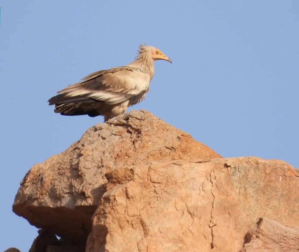 هيئة تطوير محمية الملك سلمان تعلن مناطق جديدة مهمة للطيور عالمياً داخل حدودها