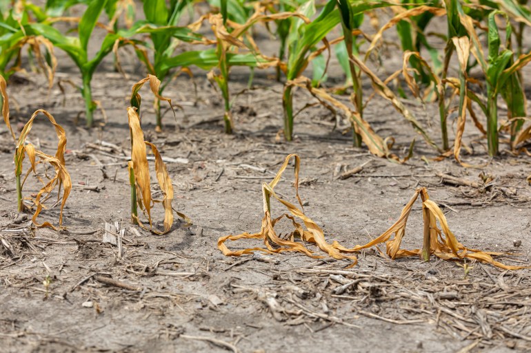 Corn plants wilting and dead in cornfield. Herbicide damage, drought and hot weather concept