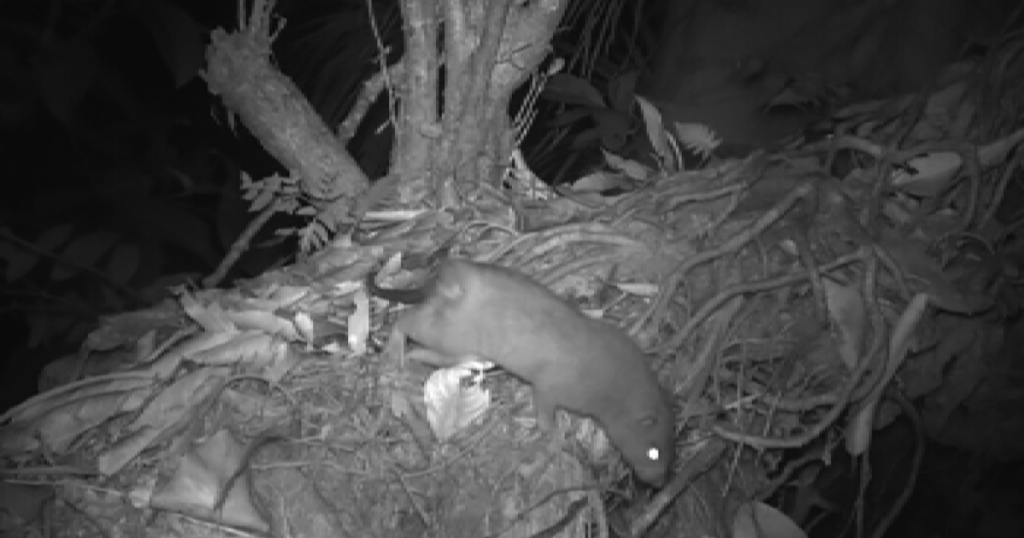 أكبر وأندر فأر بالعالم.. قصة أسطورة أثبت العلماء حقيقتها