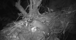 أكبر وأندر فأر بالعالم.. قصة أسطورة أثبت العلماء حقيقتها