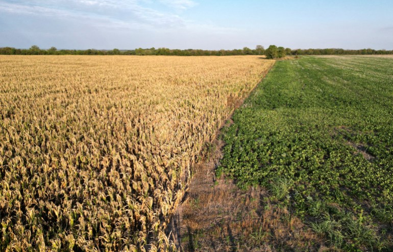 FILE PHOTO: A general view of a farm shows dried corn and cotton that was planted where corn was ruined by the weather, amid Argentina's worst drought in sixty years, in Tostado, northern Santa Fe Argentina February 8, 2023. REUTERS/Miguel Lo Bianco/File Photo