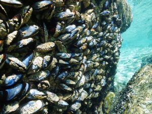 “بلح البحر” يلهم باحثين بتطوير أقمشة مضادة للميكروبات