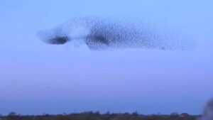 فيديو. في عرض طبيعي خلاب.. أسراب الزرزور ترسم “الشمس السوداء” على الحدود الدنماركية الألمانية