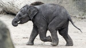 فيديو. شاهد: عناية خاصة بأقدام الفيلة طبية في حديقة حيوان ألمانية