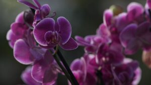 فيديو. شاهد: الربيع يحل باكرا على حدائق كيو الملكية في لندن