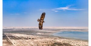 مصورون من الكويت والبحرين يوثقون ظهوراً نادراً لعقاب أبيض الذيل في محمية الجهراء