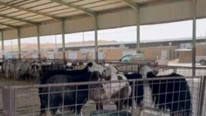 حراك وإقبال على أسواق المواشي والمسالخ بالباحة قبيل شهر رمضان