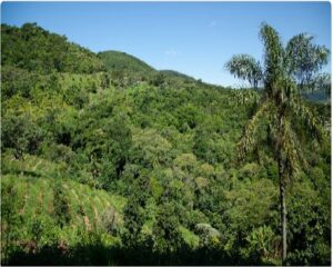 “ريف السعودية” يسهم في زراعة 13 مليون شجرة ضمن مبادرة السعودية الخضراء