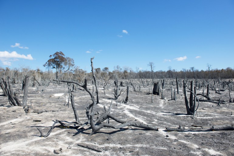 معرفة الدوافع وراء إزالة الغابات في أفريقيا وتحديد نطاقها الزمني والمكاني يعد أمرا بالغ الأهمية