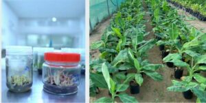 «البيئة» تنجح في توطين إنتاج شتلات الموز بالأنسجة للمساھمة في رفع الناتج المحلي