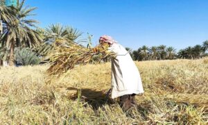 «الإحصاء»: مسح زراعي لتوفير قاعدة بيانات بمختلف المناطق