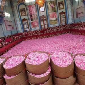 مستشار «الزراعة» لـ «عكاظ»: بصمة وراثية لورد ودهن الطائف