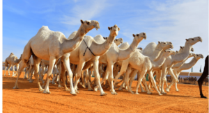 المملكة تشارك في مسيرة الإبل بباريس احتفاءً بقرار الأمم المتحدة تخصيص عام 2024 «السنة الدولية للإبليات»
