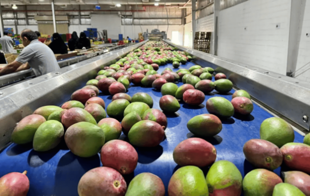 جازان تصدر أول شحنة مانجو من أراضيها إلى الأردن