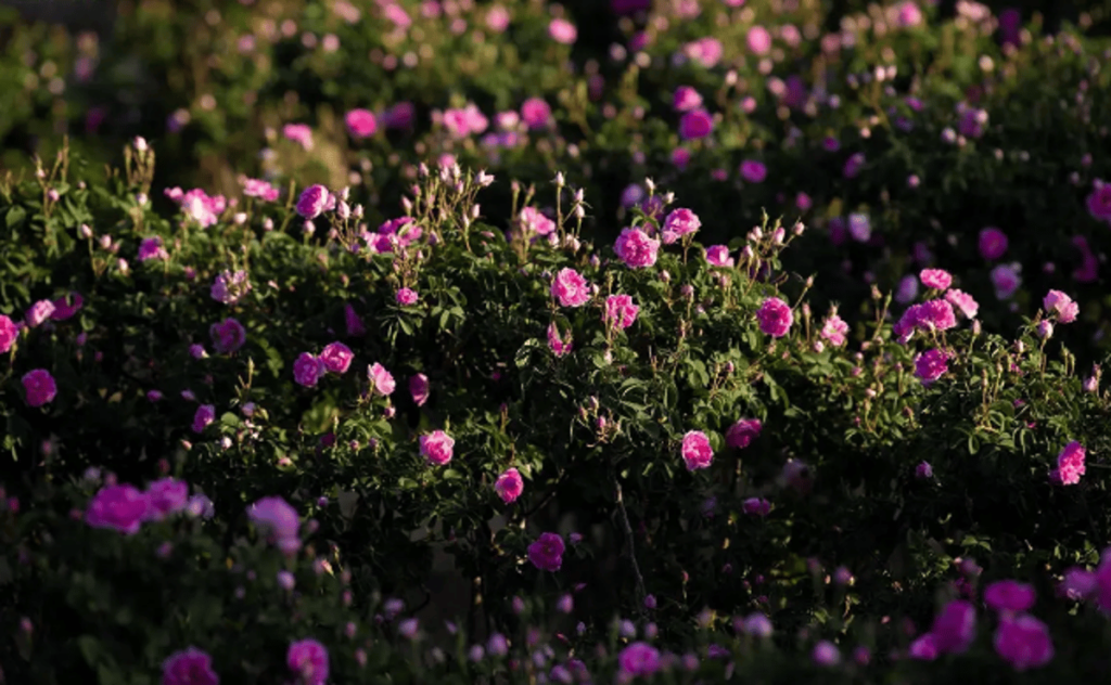 مزارع الورد الطائفي تنتج أكثر من 550 مليون وردة سنويًا