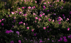 مزارع الورد الطائفي تنتج أكثر من 550 مليون وردة سنويًا