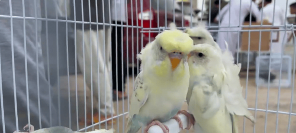 سوق السبت.. قصة أكبر تجمع أسبوعي لهواة الطيور في القطيف