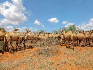 الناقة تحلّ محل البقرة بسبب التغيُّر المناخي