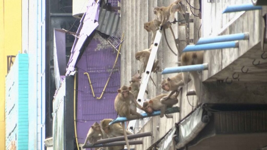 فيديو. محافظة تايلاندية تلجأ إلى الحيلة للإيقاع بالقرود المشاغبة