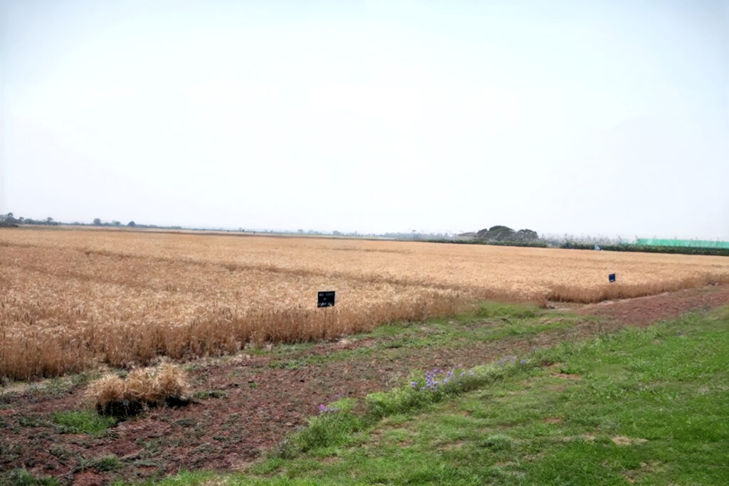 أزمة القمح تشعل المواجهة بين المزارعين و حكومة باكستان