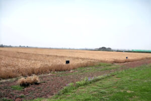 أزمة القمح تشعل المواجهة بين المزارعين و حكومة باكستان