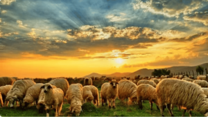 الإرشاد الزراعي: الإعلاف المتكاملة بالعناصر الأساسية تضمن التسمين المثالي