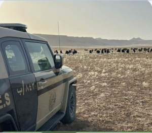 ضبط مواطن لارتكابه مخالفة رعي في محمية الملك سلمان الملكية