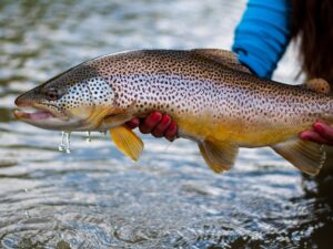 الأسماك تقع فريسة للإدمان.. كيف وصلت المخدرات إليها؟