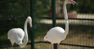 محمية “كوليا” التركية.. فرصة لمشاهدة الحيوانات عن قرب والاتصال بالطبيعة