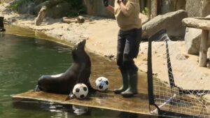 فيديو. توقعات الفيل “بوبي” وأسد البحر “هيلا” للمباراة الإفتتاحية ليورو 2024 بين ألمانيا واسكتلندا