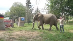 الفيل العراف “بوبي” يتوقع فوز ألمانيا في افتتاحية يورو 2024.. هل تتحقق نبوءته؟