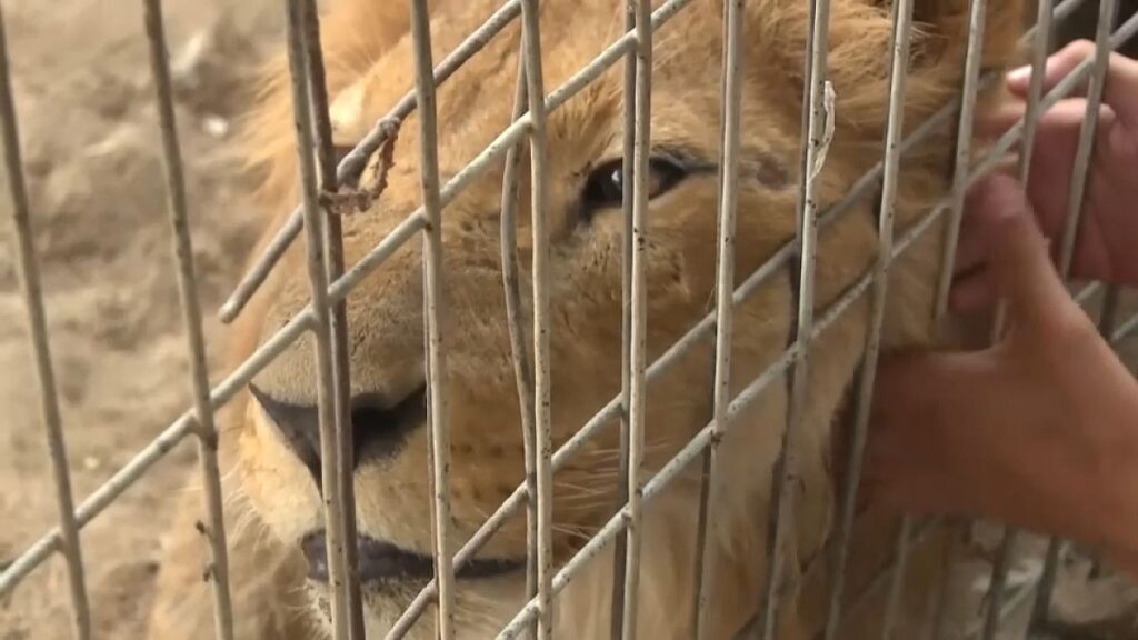 “سيموتون خلال أيام”.. عمال حديقة حيوان رفح يطالبون بإنقاذ الحيوانات العالقة في المدينة بسبب الحرب