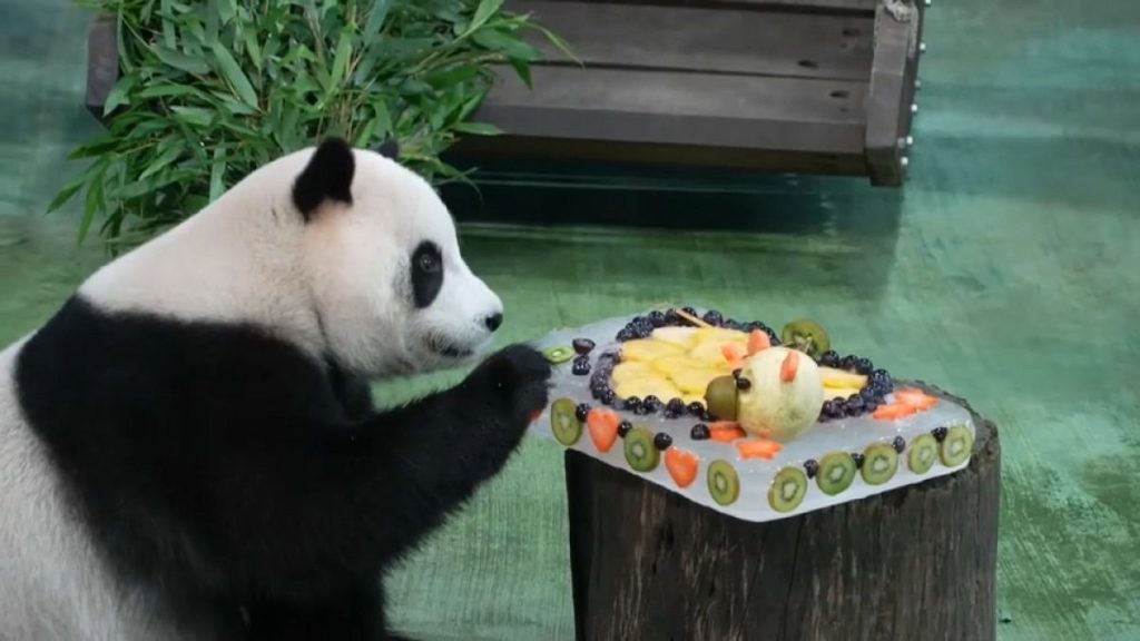شاهد: باندا تايوان الوحيدة تحتفل بعيد ميلادها الرابع: حلوة ولكن شرسة!