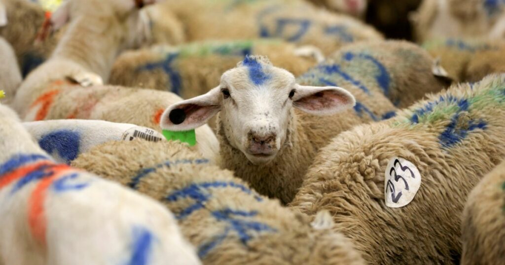 تعرف على أسعار الأضاحي في العالم العربي