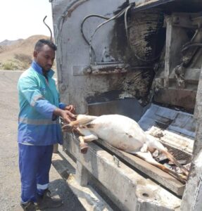 جدة: منع تهريب 466 ذبيحة فاسدة