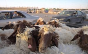 «البيئة»: 8,623 ذبيحة بمسالخ الرياض في رابع أيام العيد