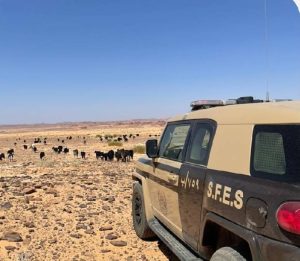 «الأمن البيئي» تضبط مخالفا لارتكابه مخالفة رعي في حائل