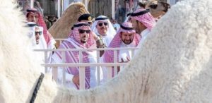 إطلاق مشروع وطني يضم أكبر مزرعة إبل في العالم بالقصيم