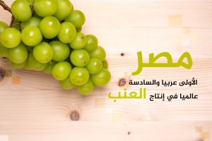 أكبر 10 دول منتجة لعنب المائدة في العالم.. مصر من بينها