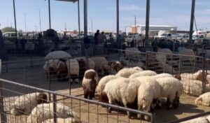 بيئة دومة الجندل تنفذ جولات إرشادية لمربي الأضاحي