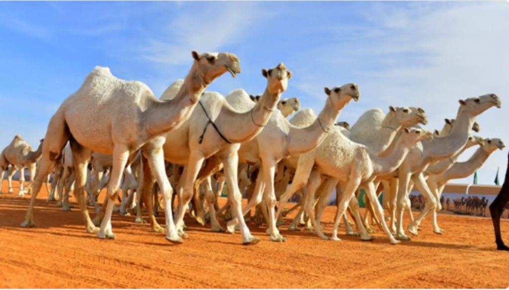 مختص: المملكة ستصبح قريبا البلد الأول الداعم لاقتصاديات الإبل