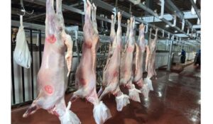 بطاقة استيعابية تتجاوز نصف مليون رأس ماشية.. «البيئة» ترفع جاهزية مسالخ العاصمة المقدسة خلال أيام عيد الأضحى