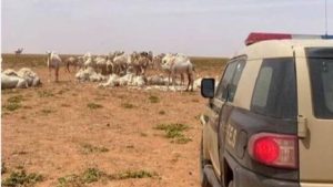 ضبط مخالف لنظام البيئة لارتكابه مخالفة رعي في حائل