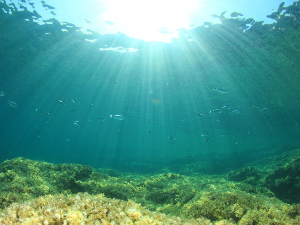 هل يتحول المتوسط إلى بحر استوائي مع نهاية القرن؟