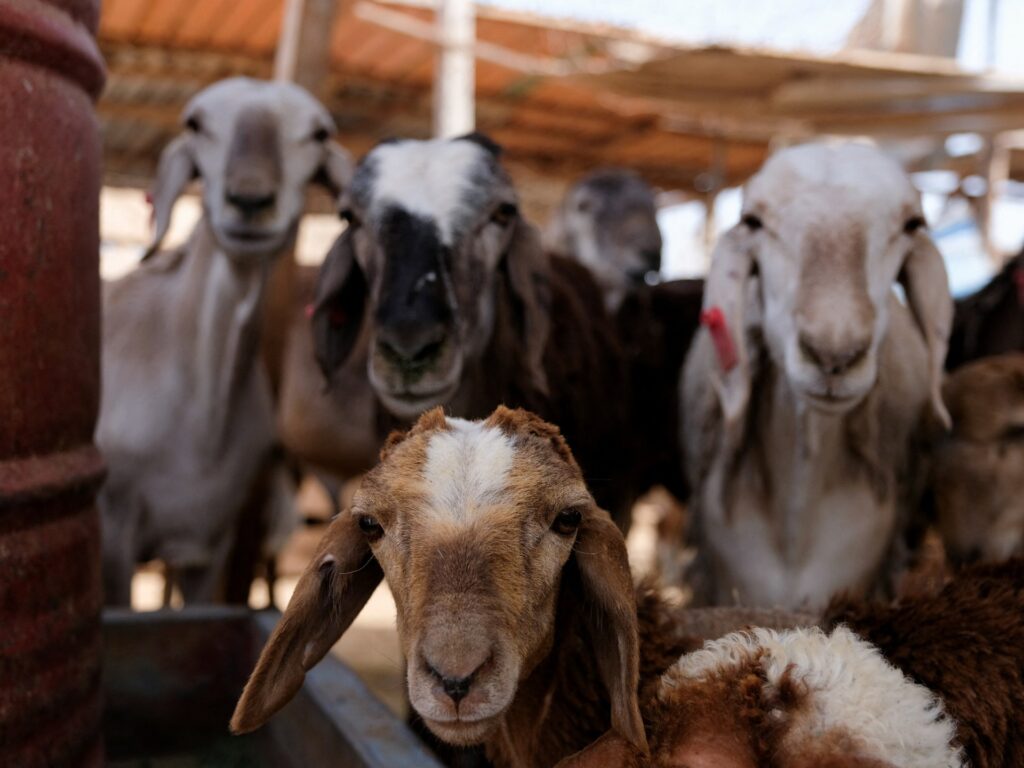 من إندونيسيا إلى نيجيريا وأوزبكستان.. هذا ما يميز احتفالات عيد الأضحى في الدول الإسلامية