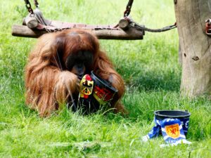 توقع الفائز في افتتاح يورو 2024.. “إنسان الغاب” عضو جديد بنادي الحيوانات العرافة