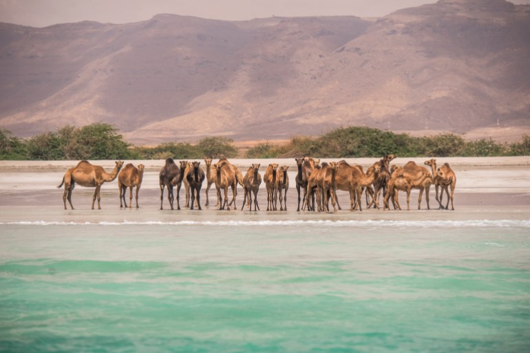 Dhofar - Camels on the beach, Salalah, Dhofar, Oman مصدرها وزارة التراث والسياحة