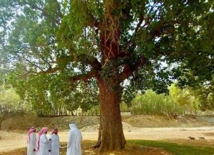 الوقوف على أسباب تدهور أشجار اللبخ العملاق في عسير